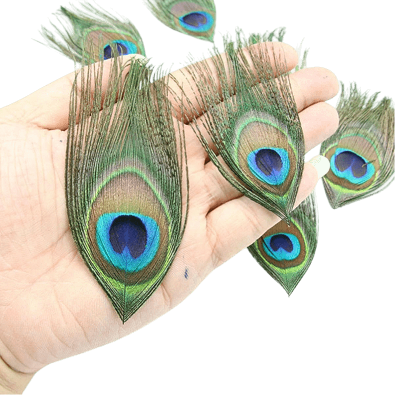 3 pieces Peacock Feather 13-16 cm