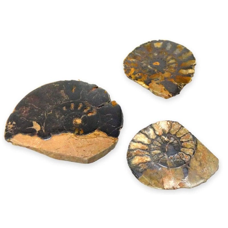 Polished ammonite