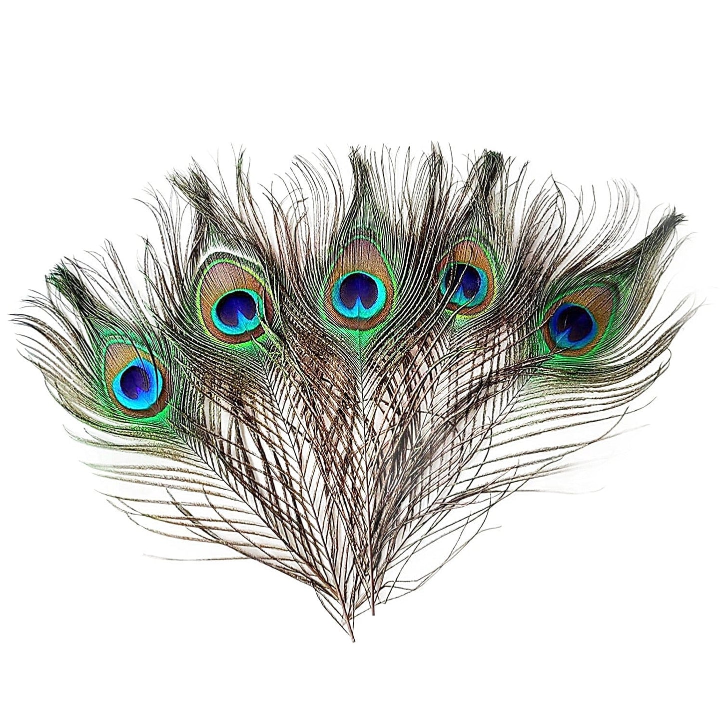 3 pieces Peacock Feather 13-16 cm