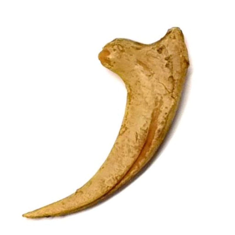 VELOCIRAPTOR CLAW (REPLICA)