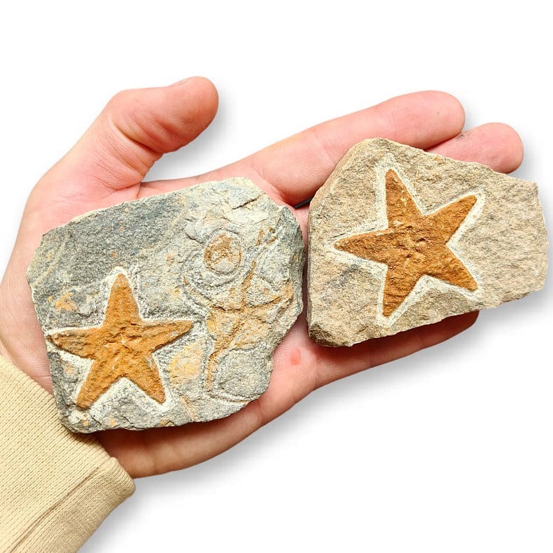 Fossil calymene trilobite