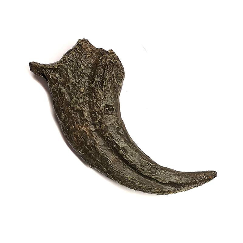 TYRANNOSAUR CLAW (REPLICA)