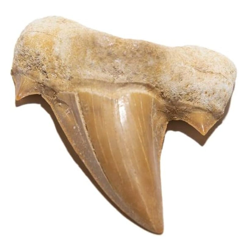 Dente di squalo fossile