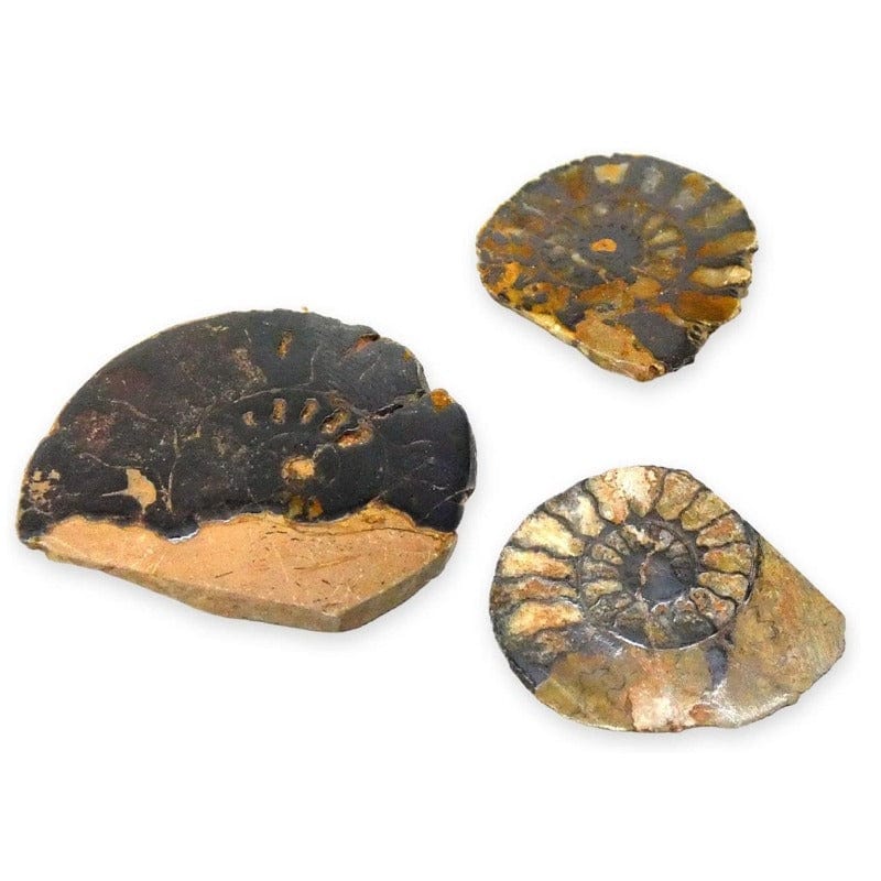Ammonite levigata