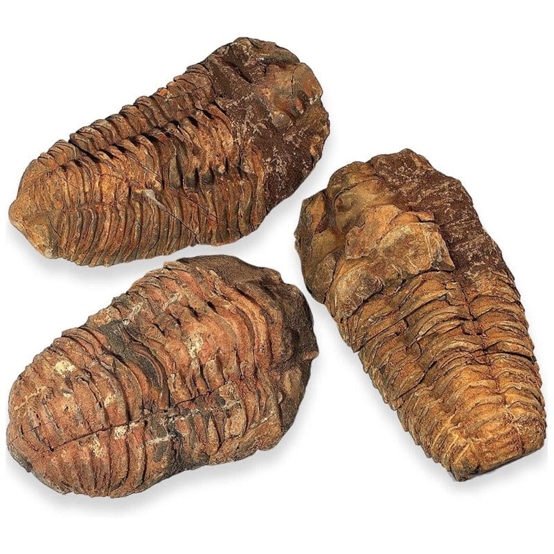 Trilobite calymene fossile