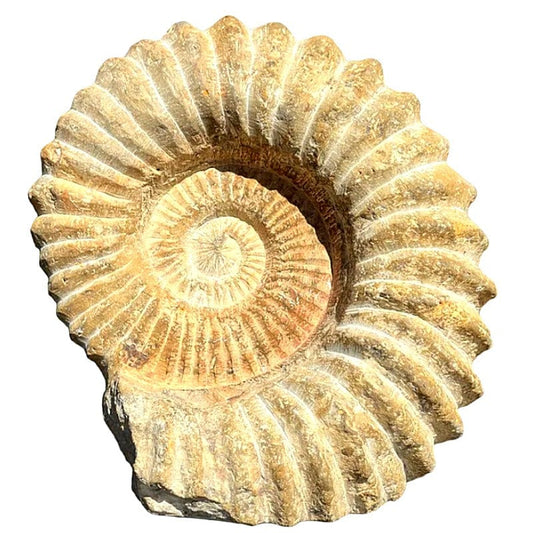 Ammonite Fossile Gigante - Marocco - Cretaceo 150 Milioni di Anni Gigante 50 CM Circa (MANTELLICERAS)
