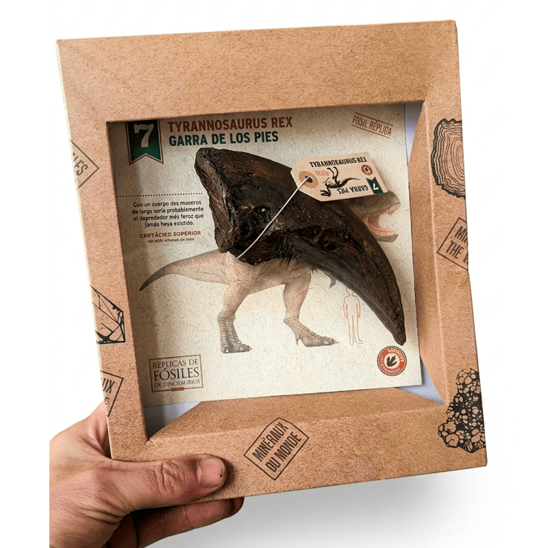 ARTIGLIO DI TYRANNOSAURUS REX 15 x 6 CM (REPLICA)