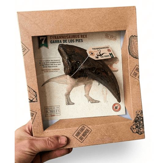 ARTIGLIO DI TYRANNOSAURUS REX 15 x 6 CM (REPLICA)