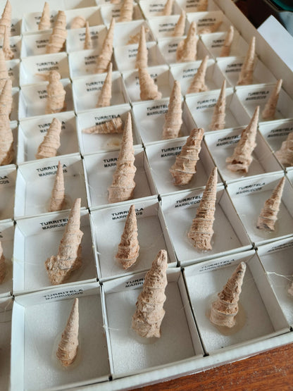 Trilobite fósil de calimeno 