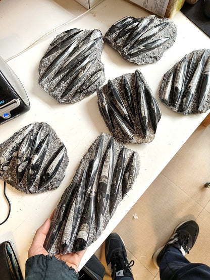 Orthoceras Placca da 1.5-2 kg