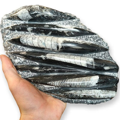 Orthoceras Placca da 1.5-2 kg