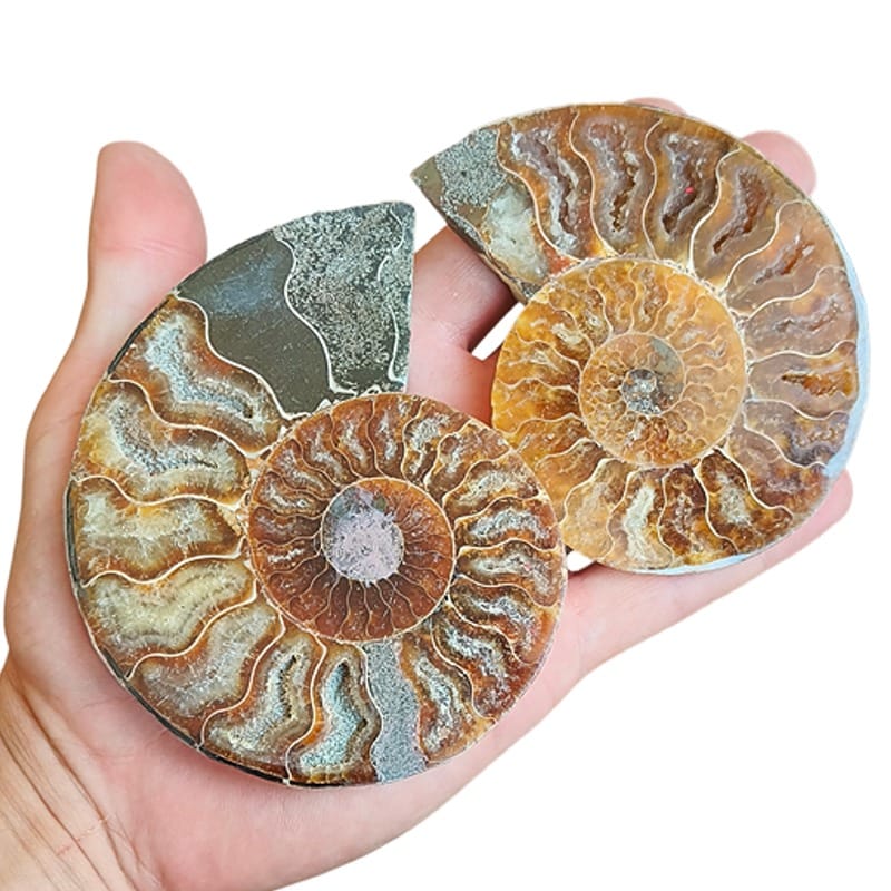 Ammonite levigata