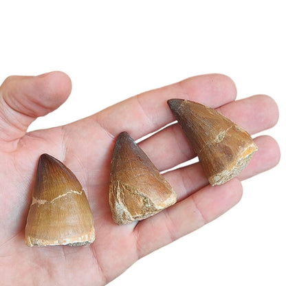 MEGALODON TOOTH 8X7 CM (REPLICA) 
