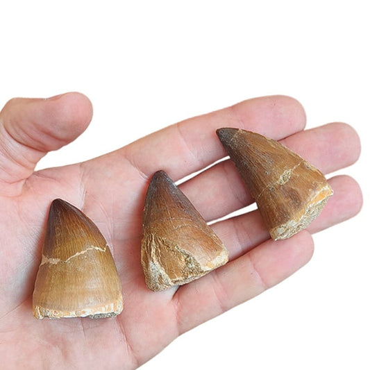 Dente di Mosasauro fossile 4-5 cm