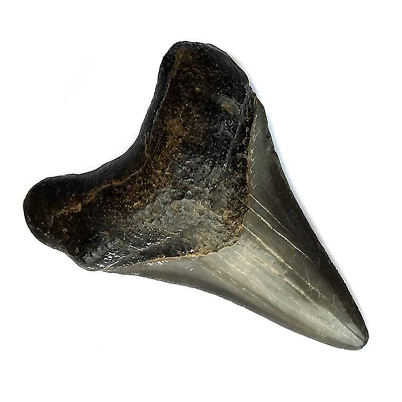 DENTE DI CARCHARODON MEGALODON