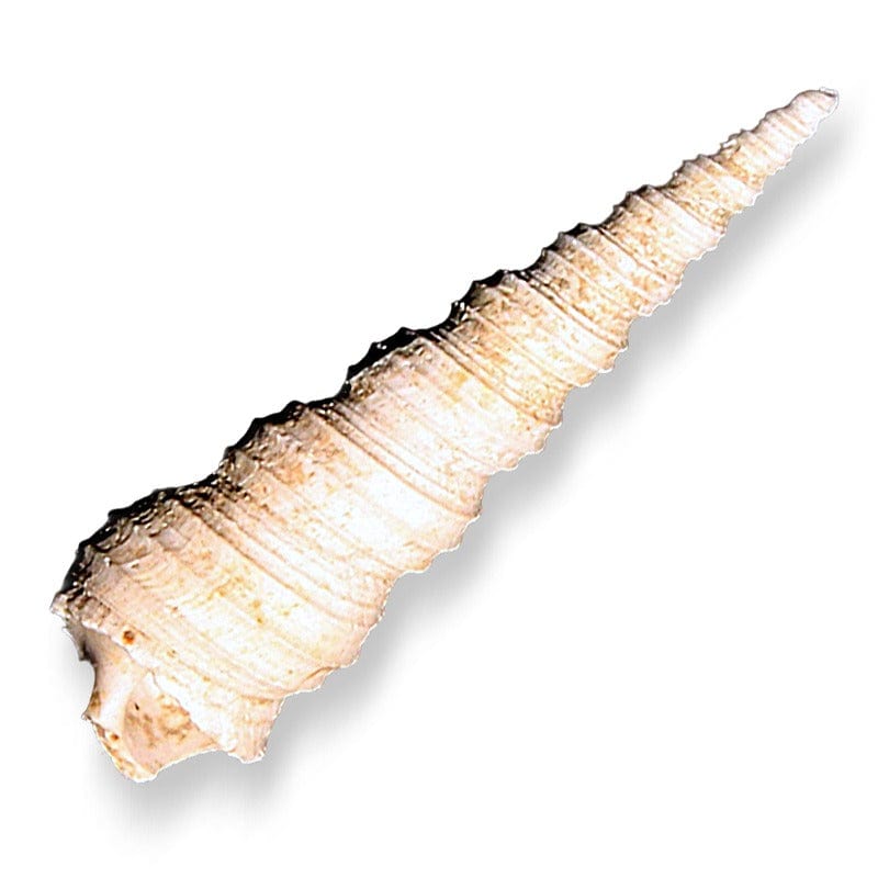 Trilobite fósil de calimeno 