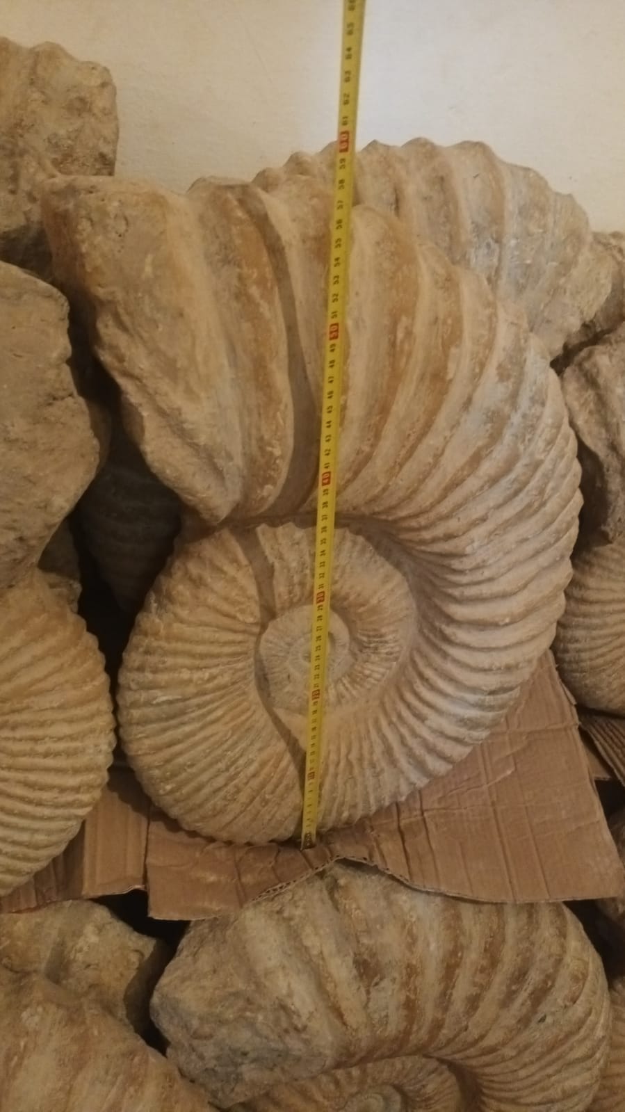 Ammonite Fossile Gigante - Marocco - Cretaceo 150 Milioni di Anni Gigante 50 CM Circa (MANTELLICERAS)