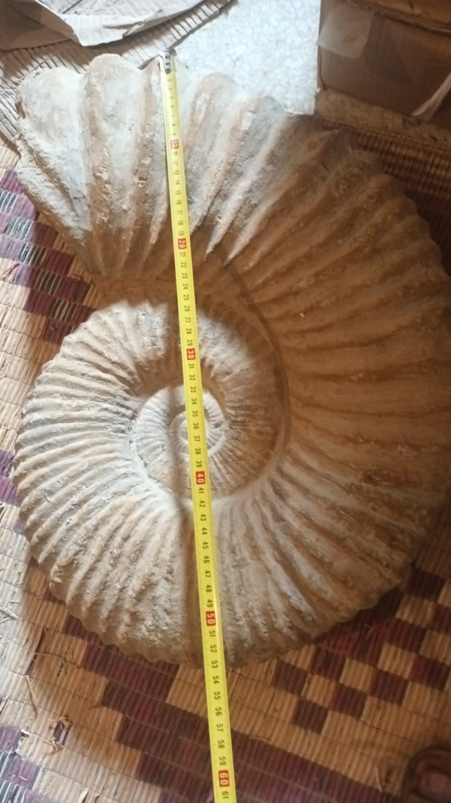 Ammonite Fossile Gigante - Marocco - Cretaceo 150 Milioni di Anni Gigante 50 CM Circa (MANTELLICERAS)