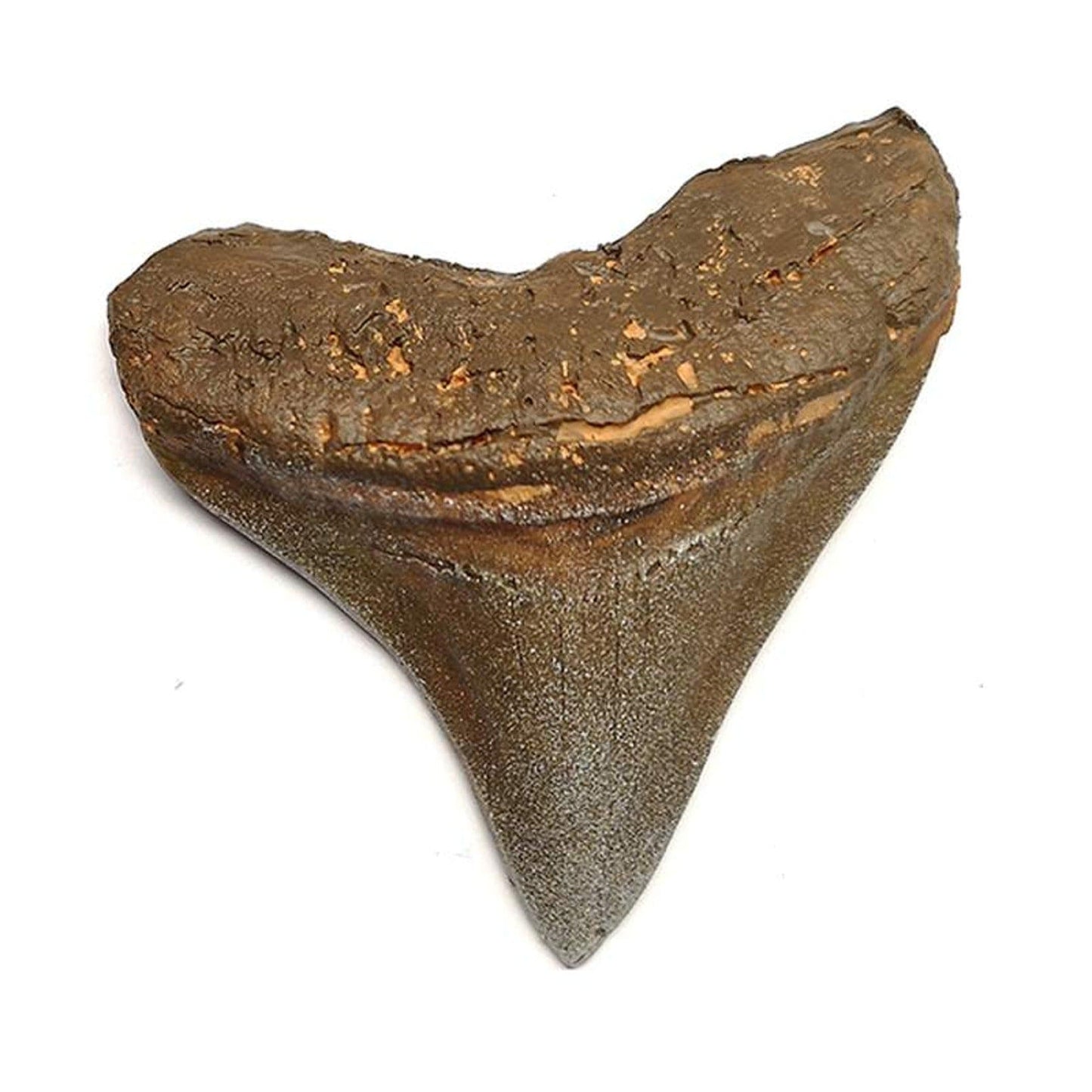 DENTE DI MEGALODON 8X7 CM (REPLICA)