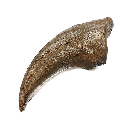 ARTIGLIO DI TYRANNOSAURUS REX 15 x 6 CM (REPLICA)