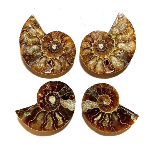 Tenetpietre Pietre grezze Extra (4 cm circa) Ammonite levigata
