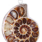 Tenetpietre Ciondolo in Ammonite 20/30 mm con catenina o caucciù